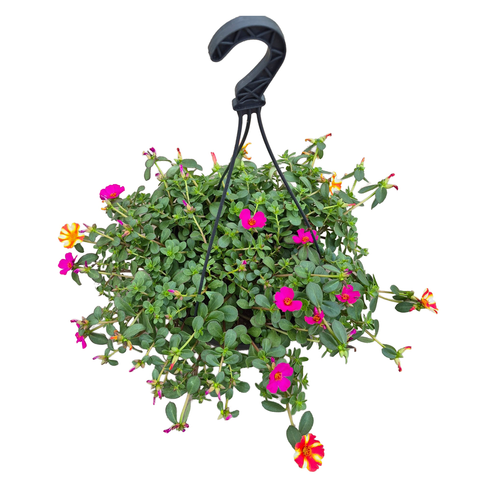 Portulaca