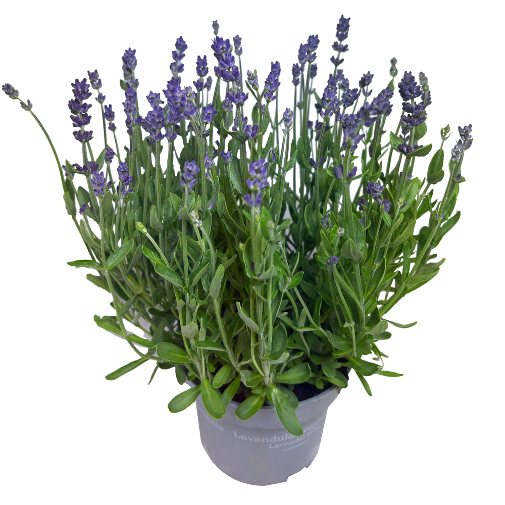 Lavandula angustifolia blue scent early