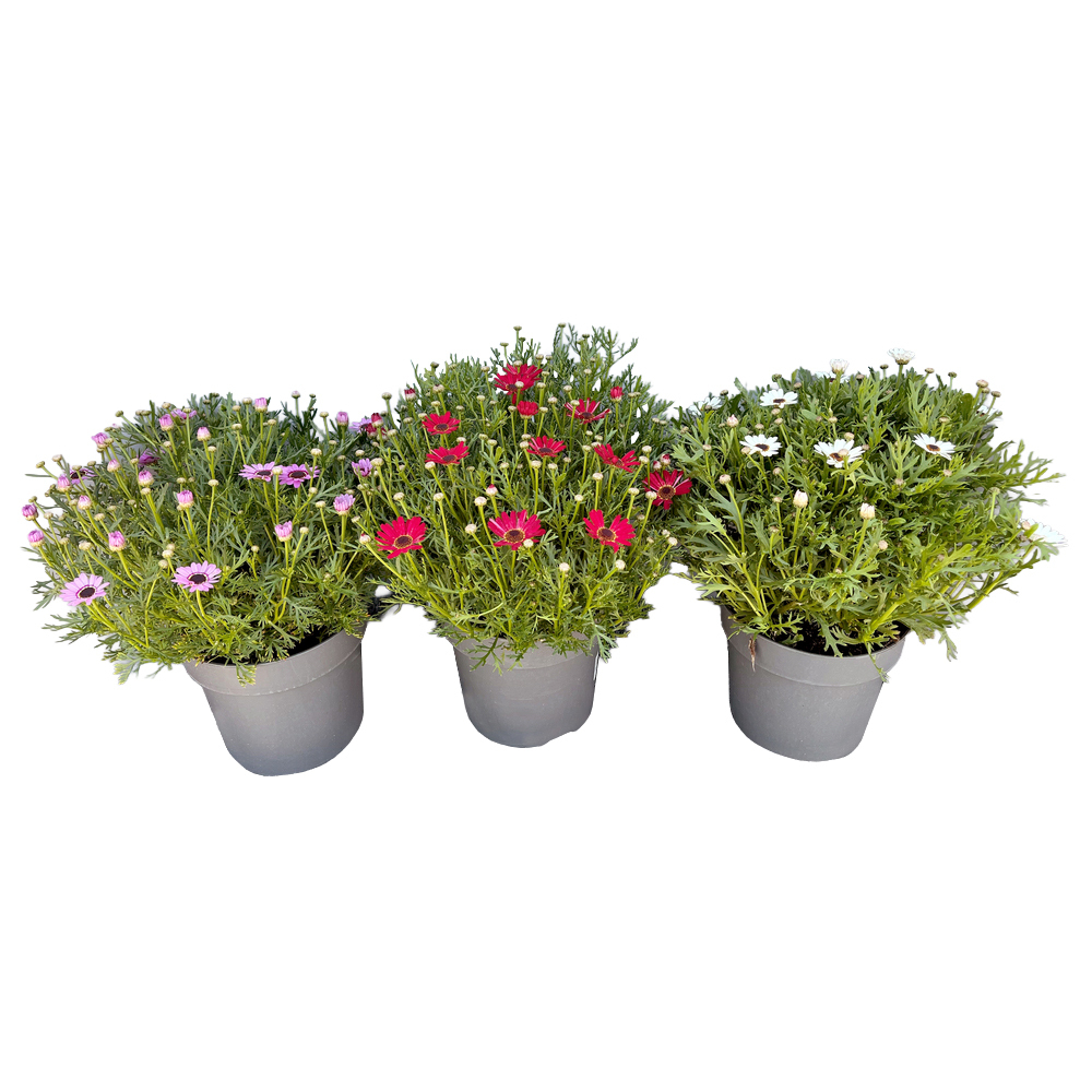 Argyranthemum frutescens grandaisy