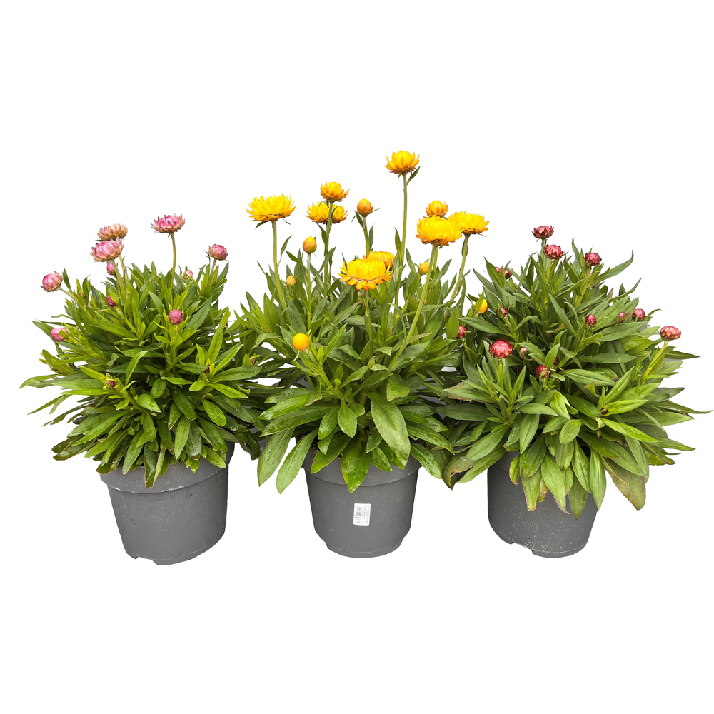Helichrysum bracteatum