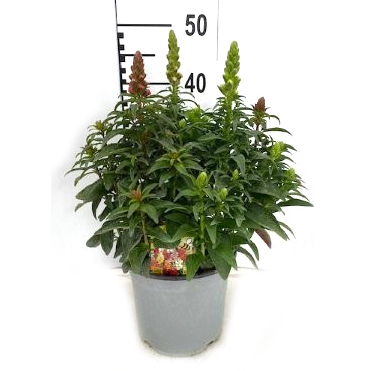Antirrhinum majus trio
