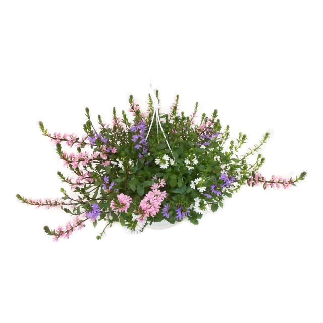 Scaevola aemula trio
