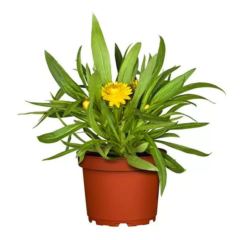 Helichrysum bracteatum