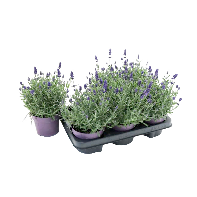 Lavandula angustifolia blue scent