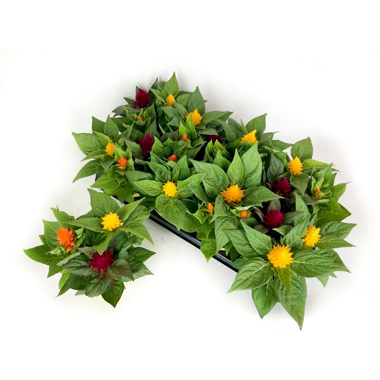 Celosia argentea var. plumosa kelos trio