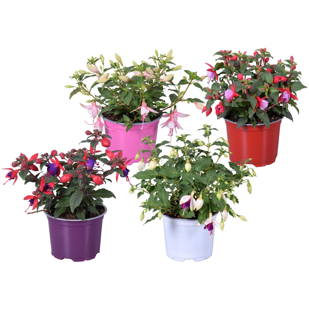 fuchsia