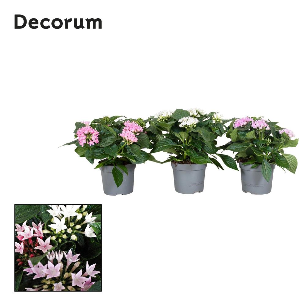 pentas