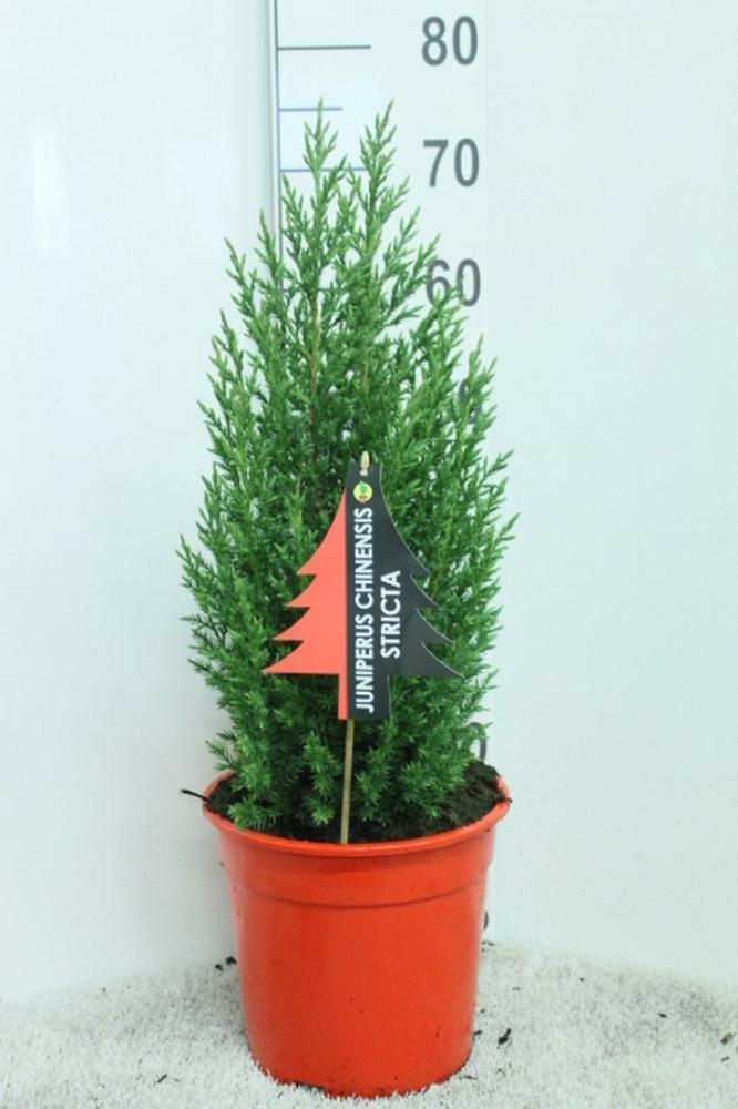 Juniperus