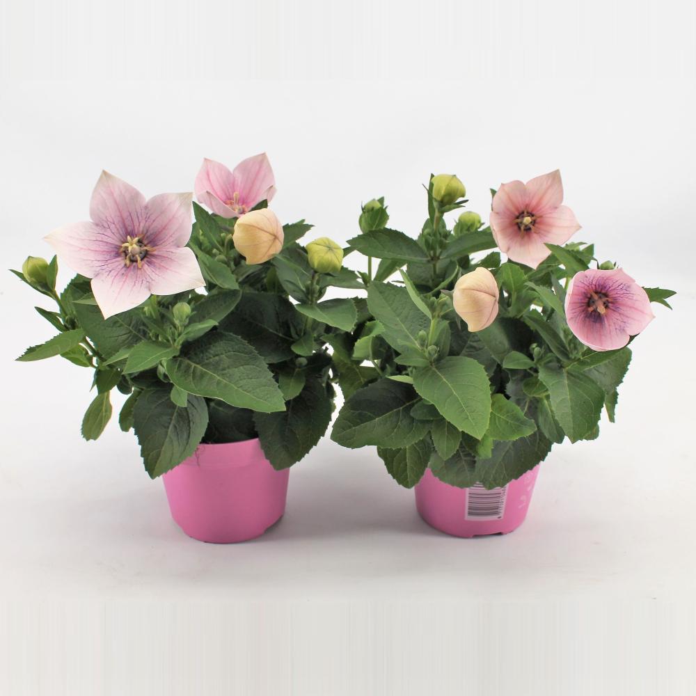 platycodon