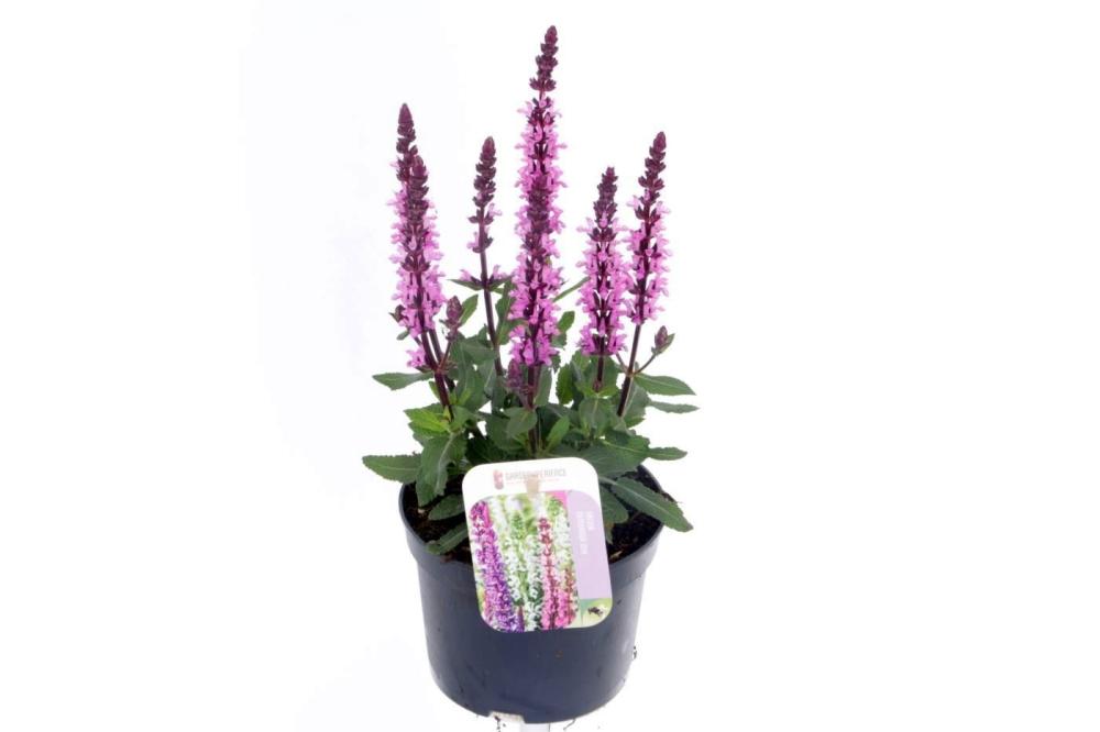 salvia