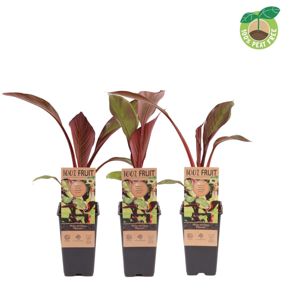 musa