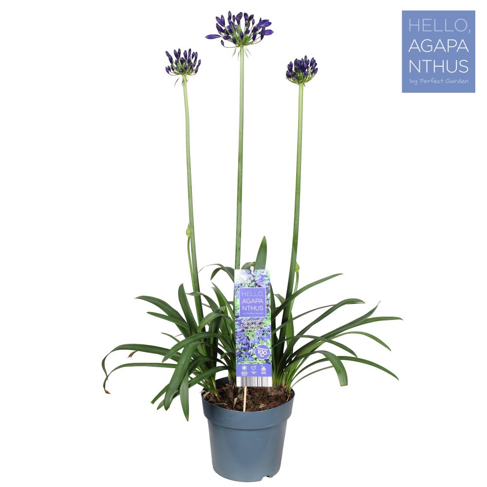 agapanthus