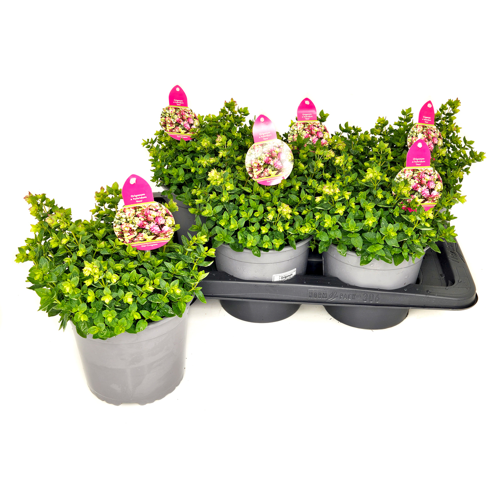 Origanum dingle fairy