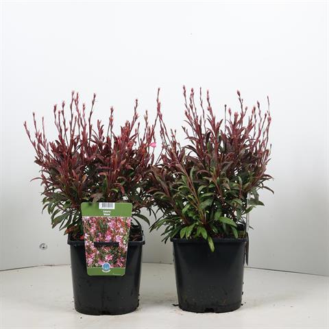 gaura