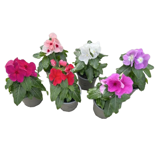 Catharanthus roseus titan-ium