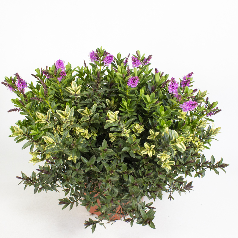 Hebe andersonii trio