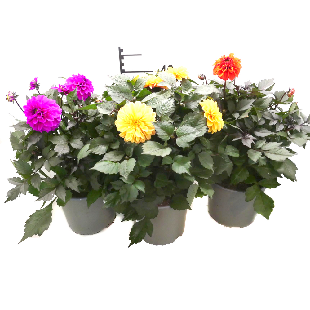 Dahlia hybrida