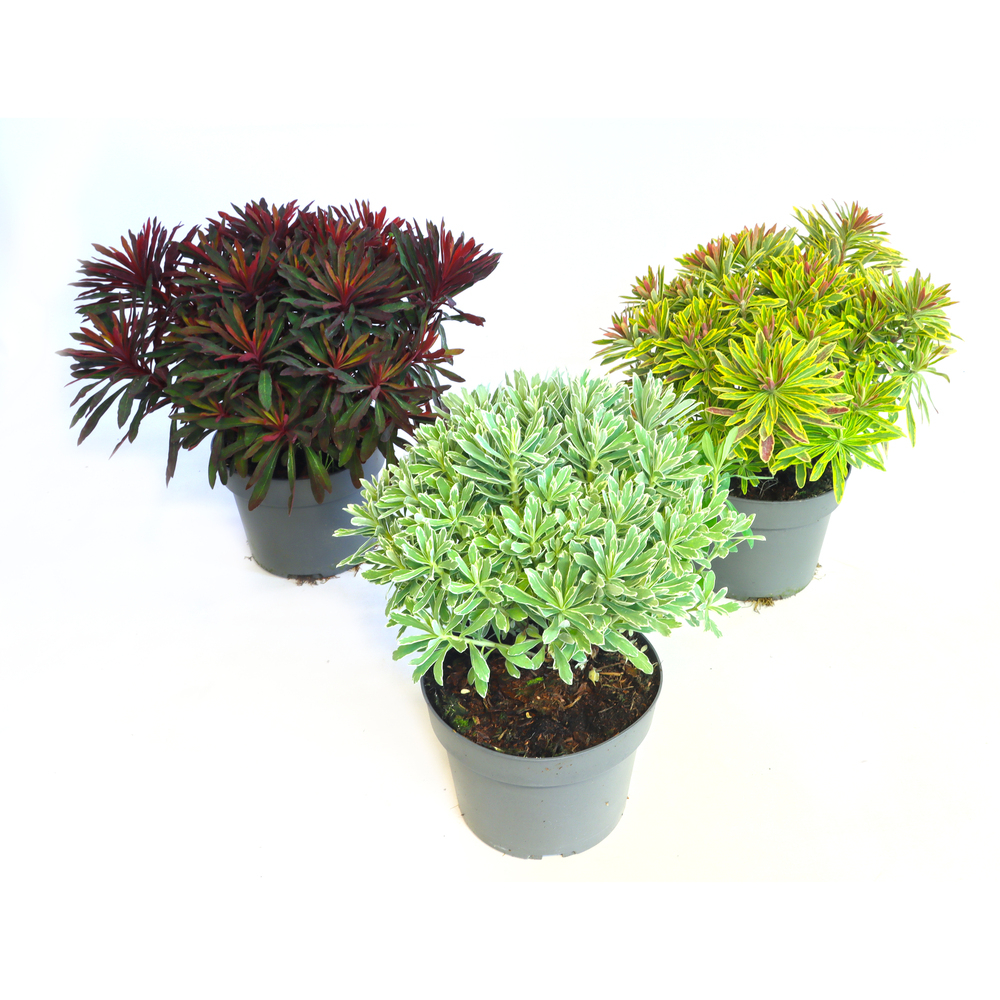 Euphorbia amygdaloides