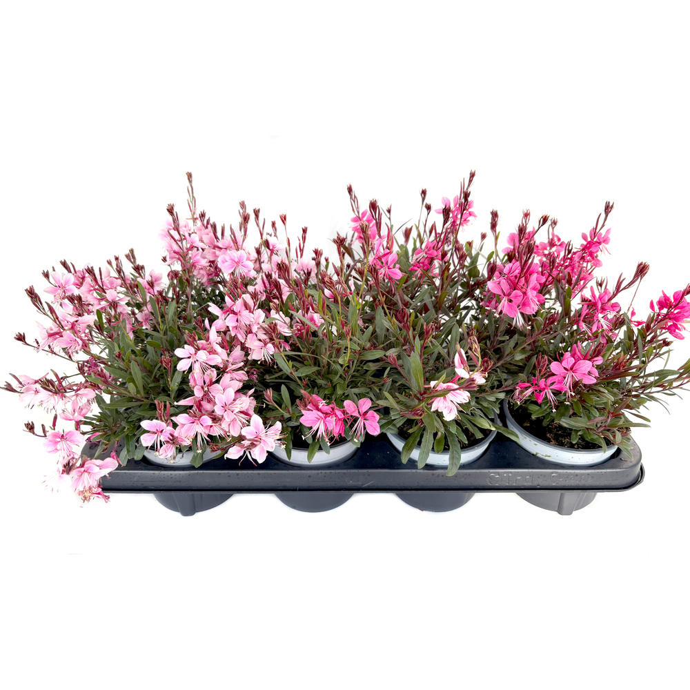 Gaura lindheimeri