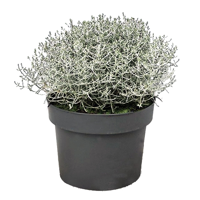 Calocephalus/leucophyta
