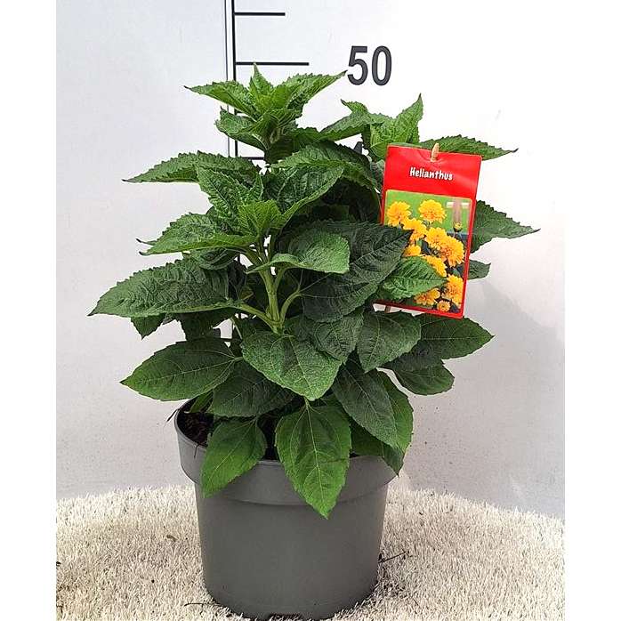Helianthus annuus