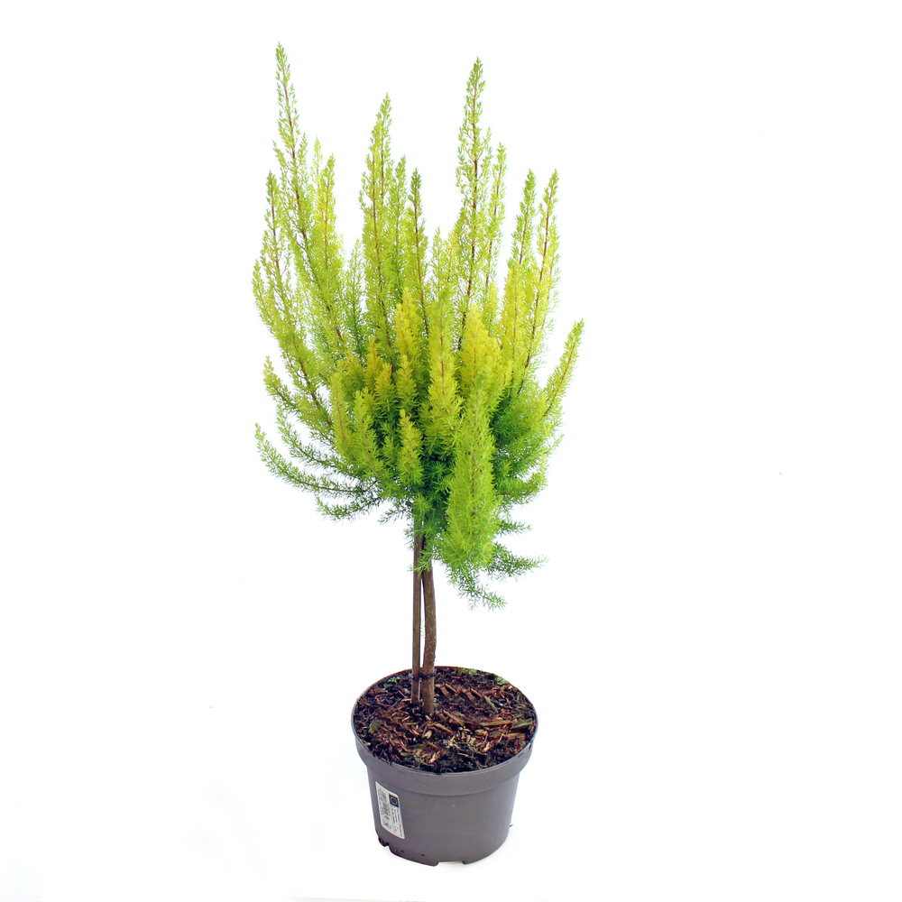 Erica arborea