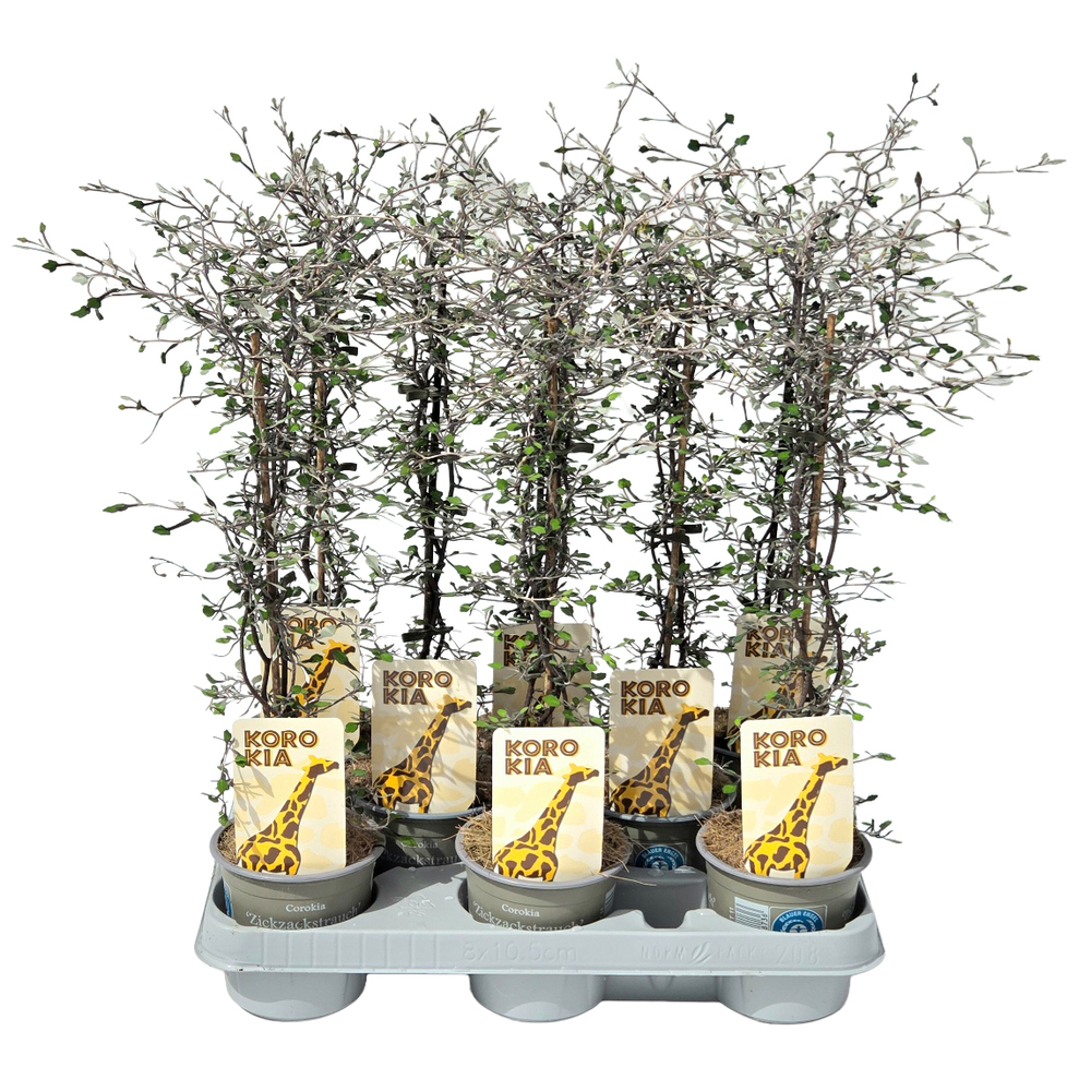 corokia cotoneaster