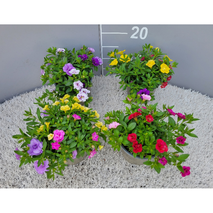 Calibrachoa trixi trio
