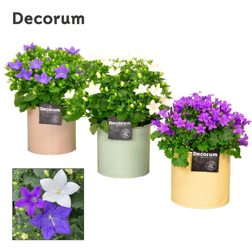 campanula