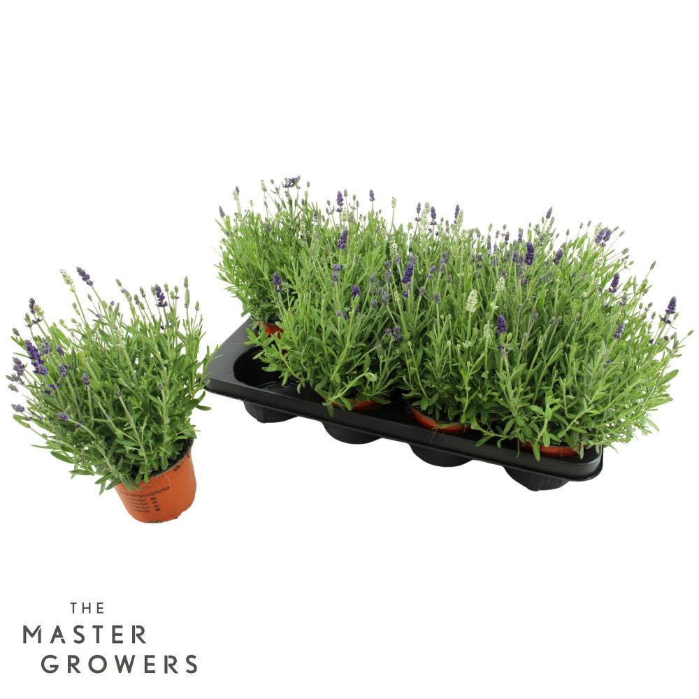 lavandula