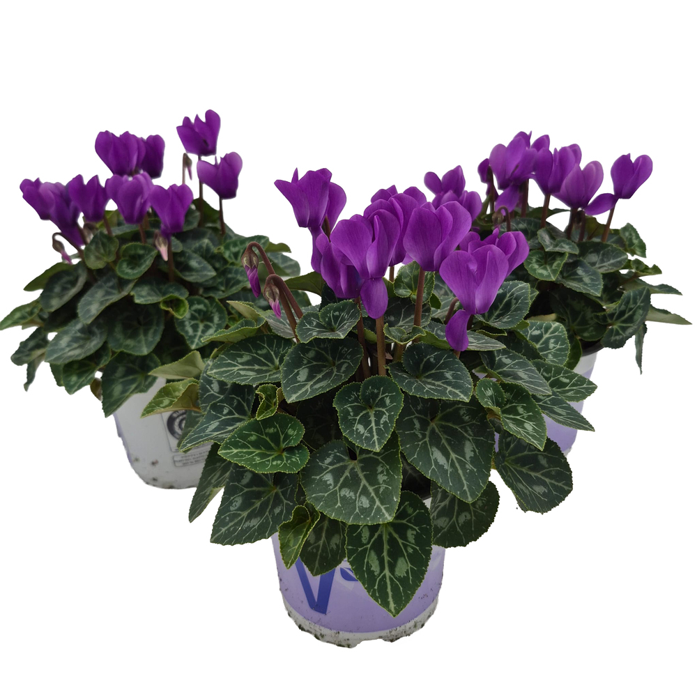 Cyclamen persicum dragon