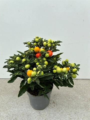 solanum
