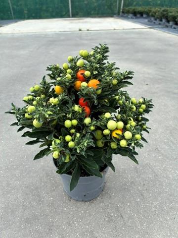 solanum