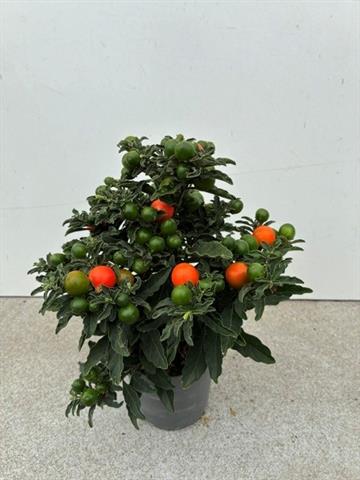 solanum