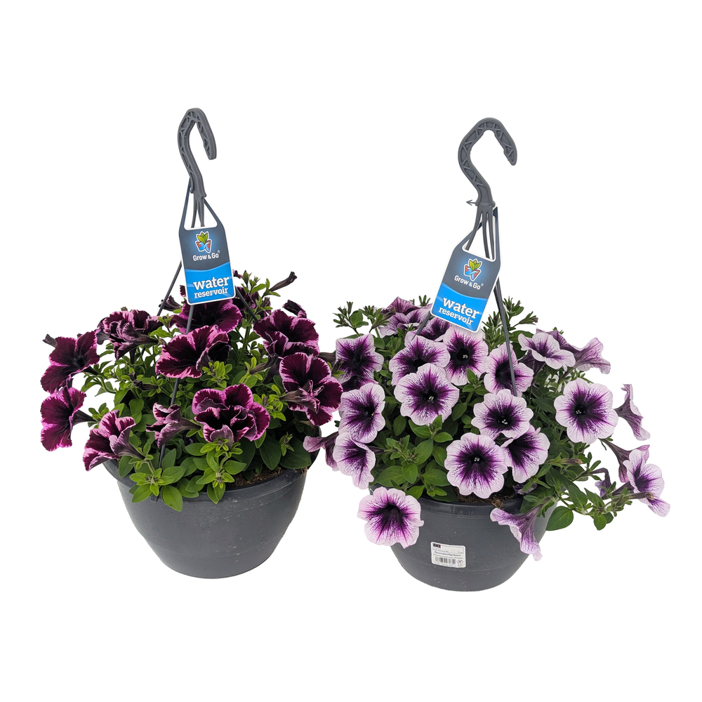 Petunia cosmic