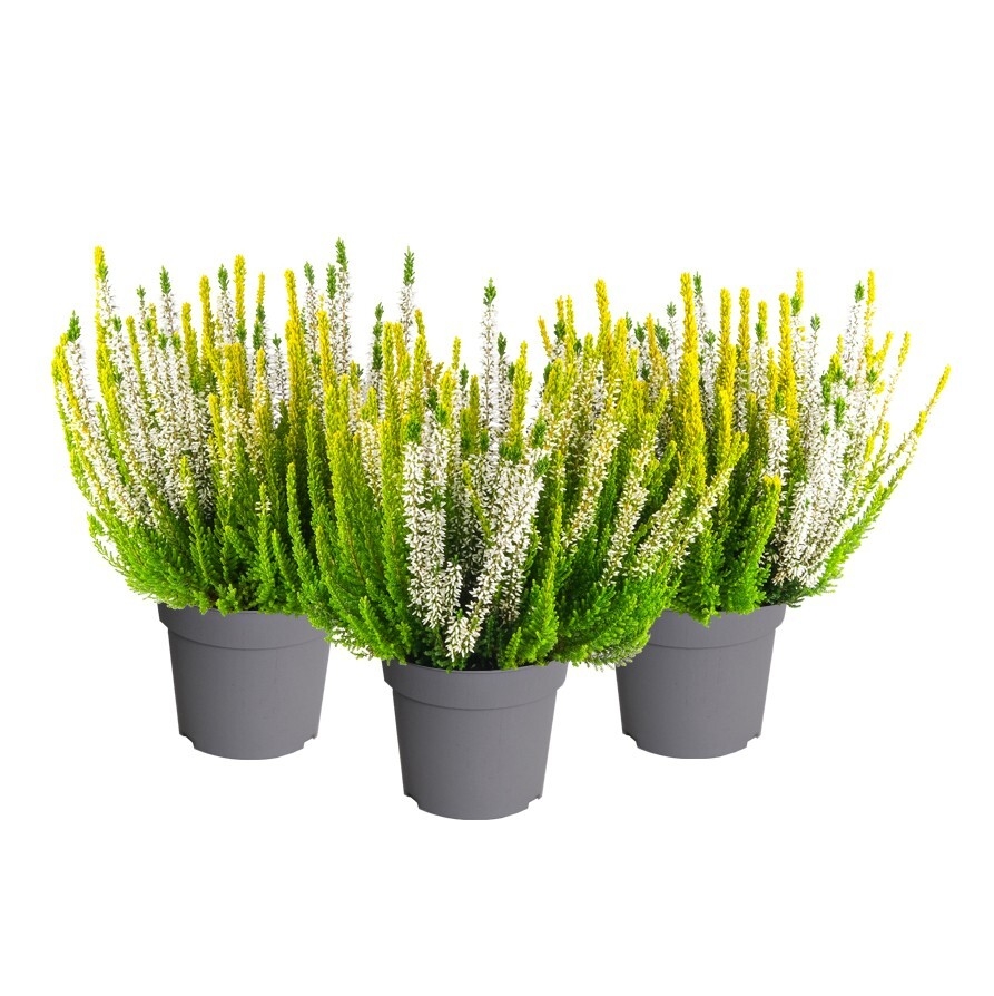 Calluna vulgaris beauty ladies sunny swirl