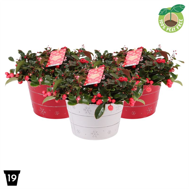 gaultheria