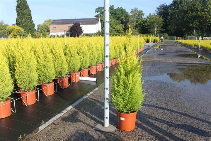 cupressus