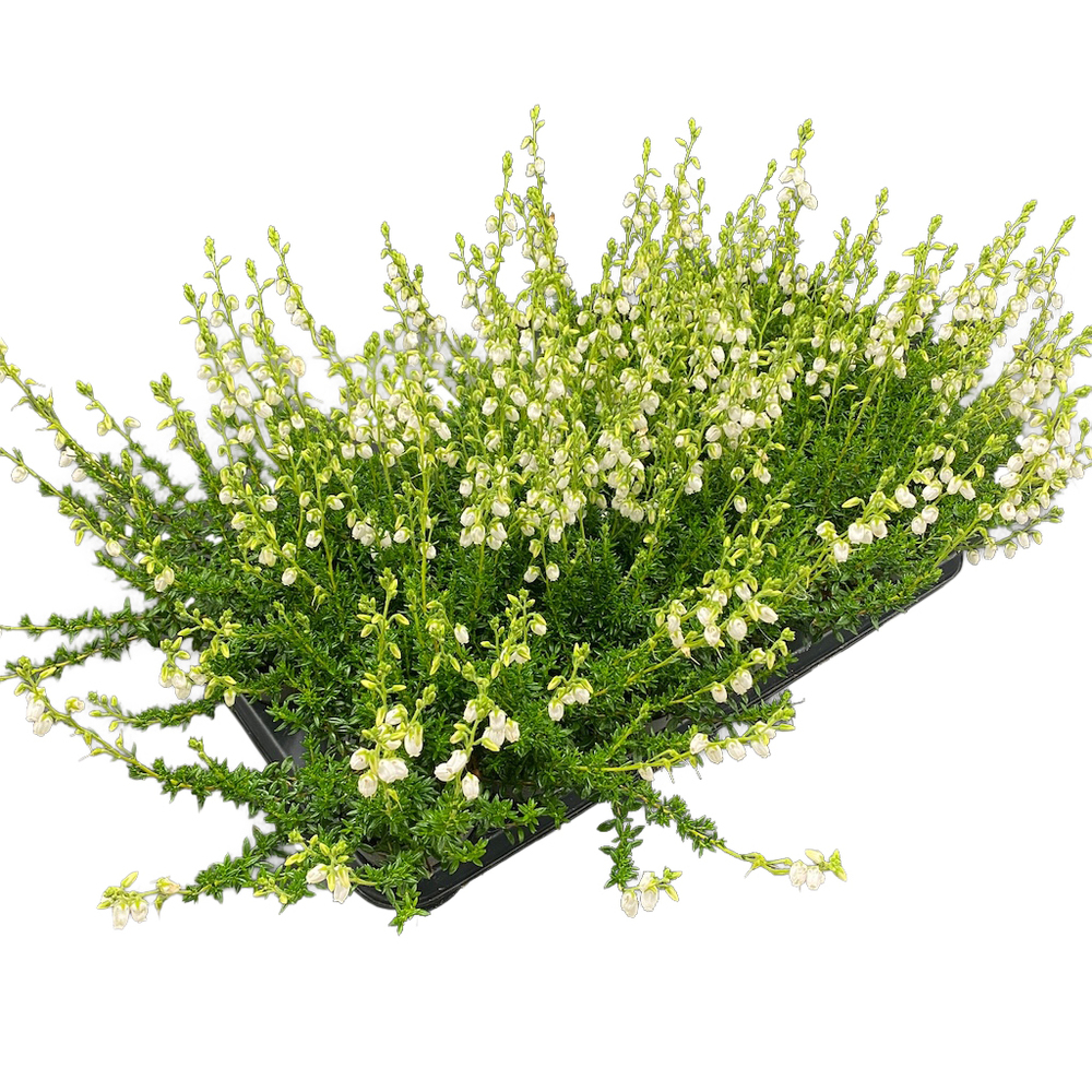Daboecia cantabrica