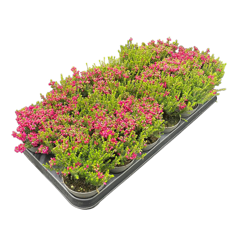 Erica cinerea