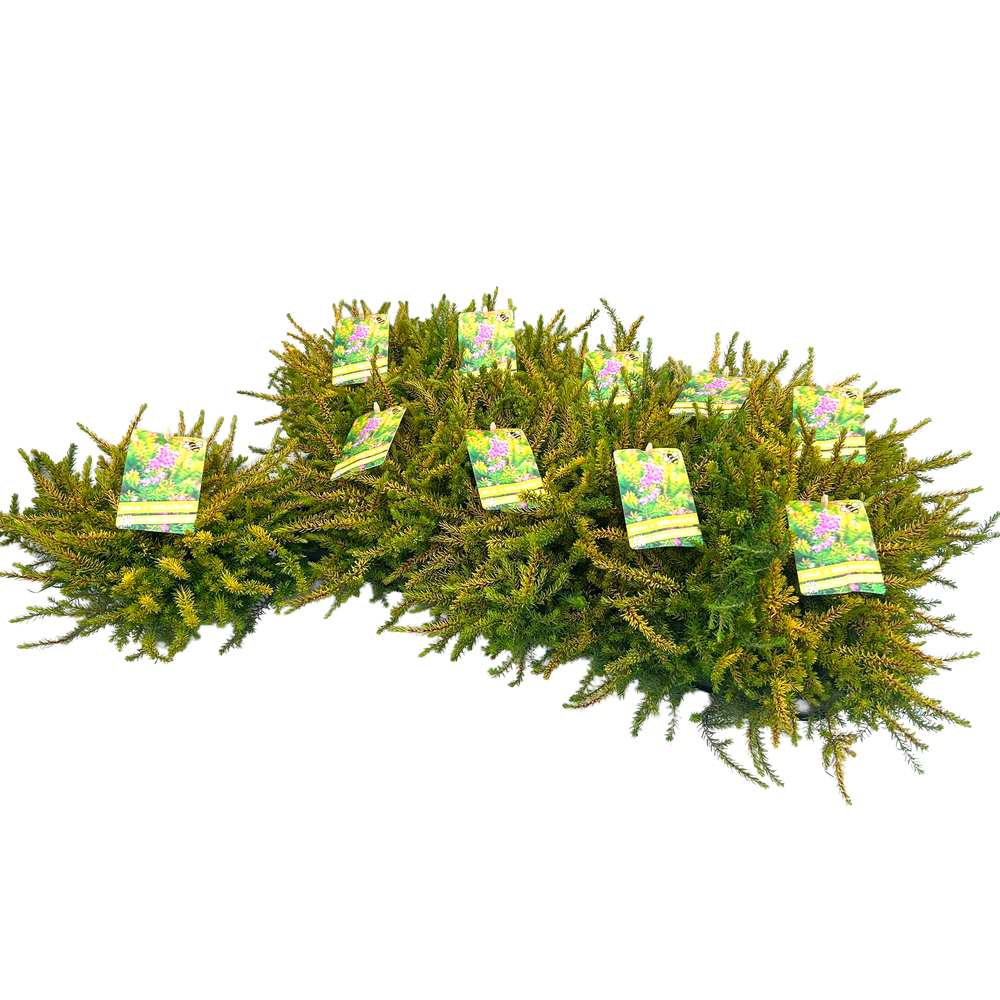 Erica darleyensis