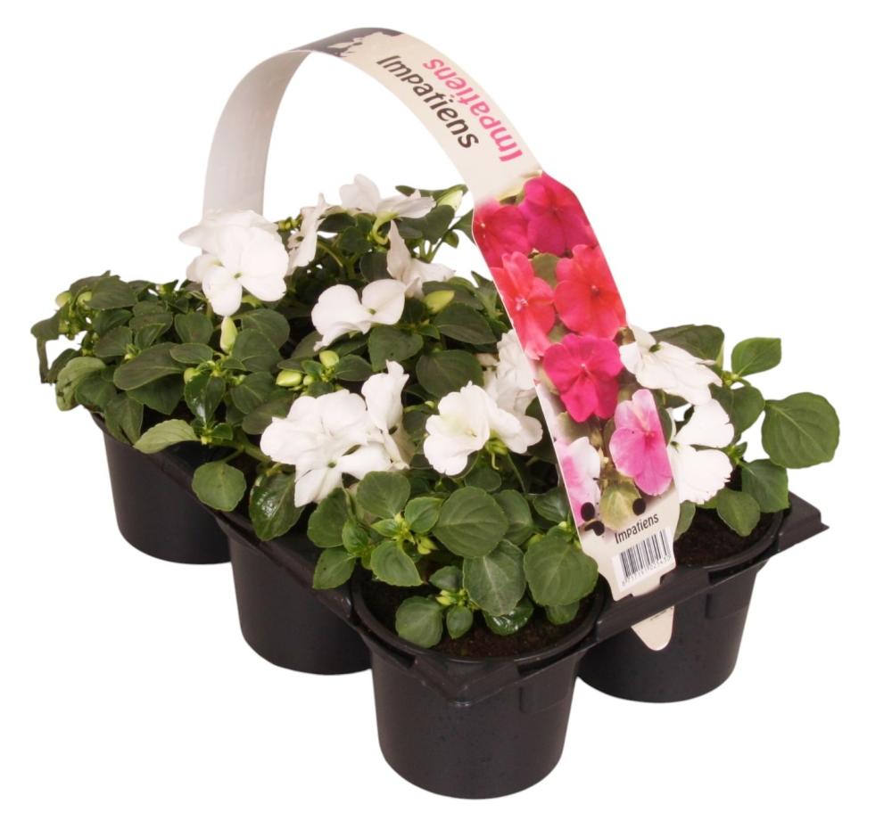 impatiens