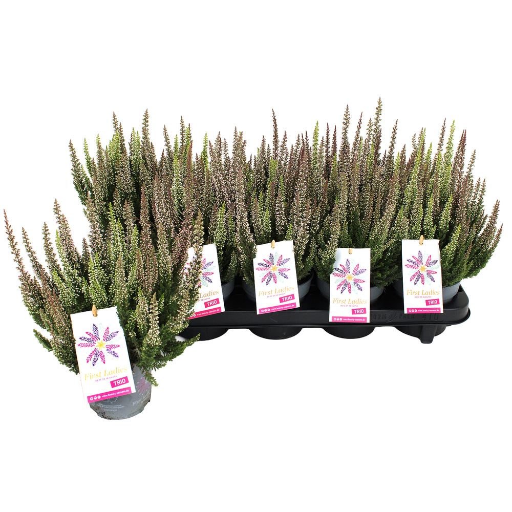 Calluna vulgaris beauty ladies first ladies trio