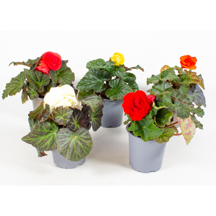 Begonia tuberhybrida