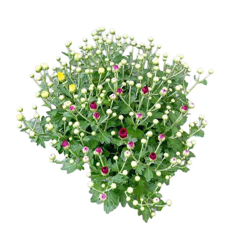 Chrysanthemum mini mums trio