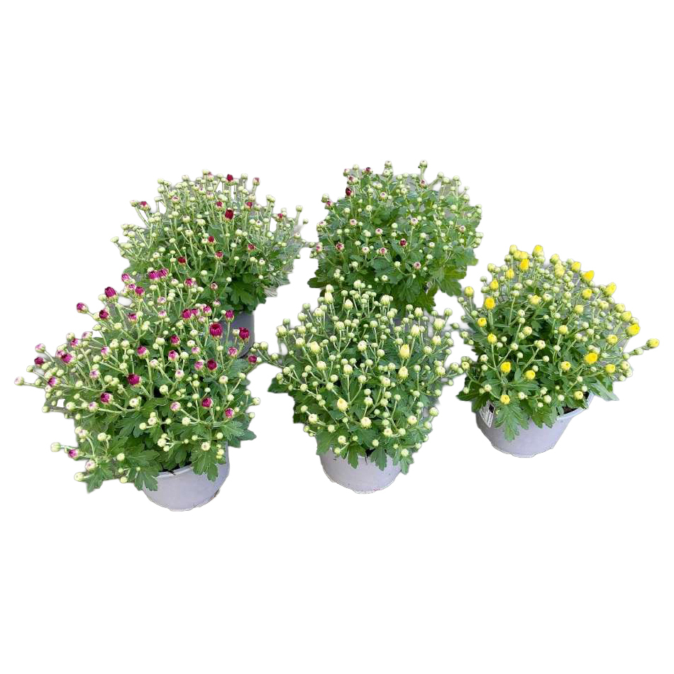 Chrysanthemum mini mums