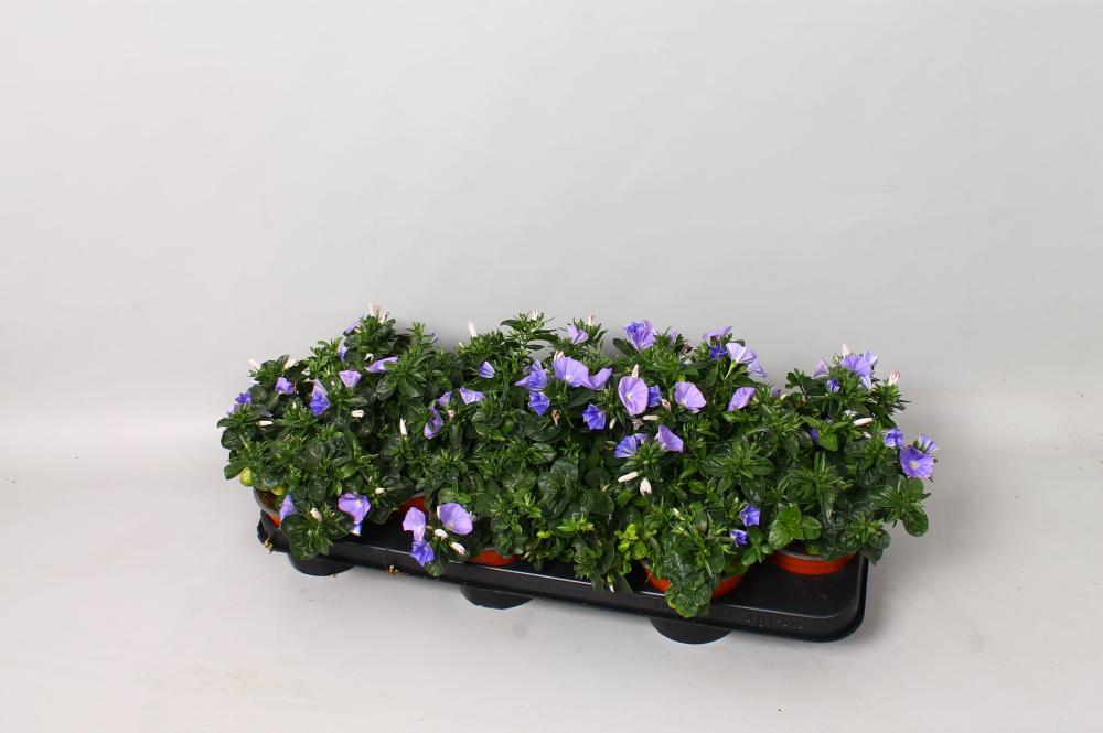 Convolvulus