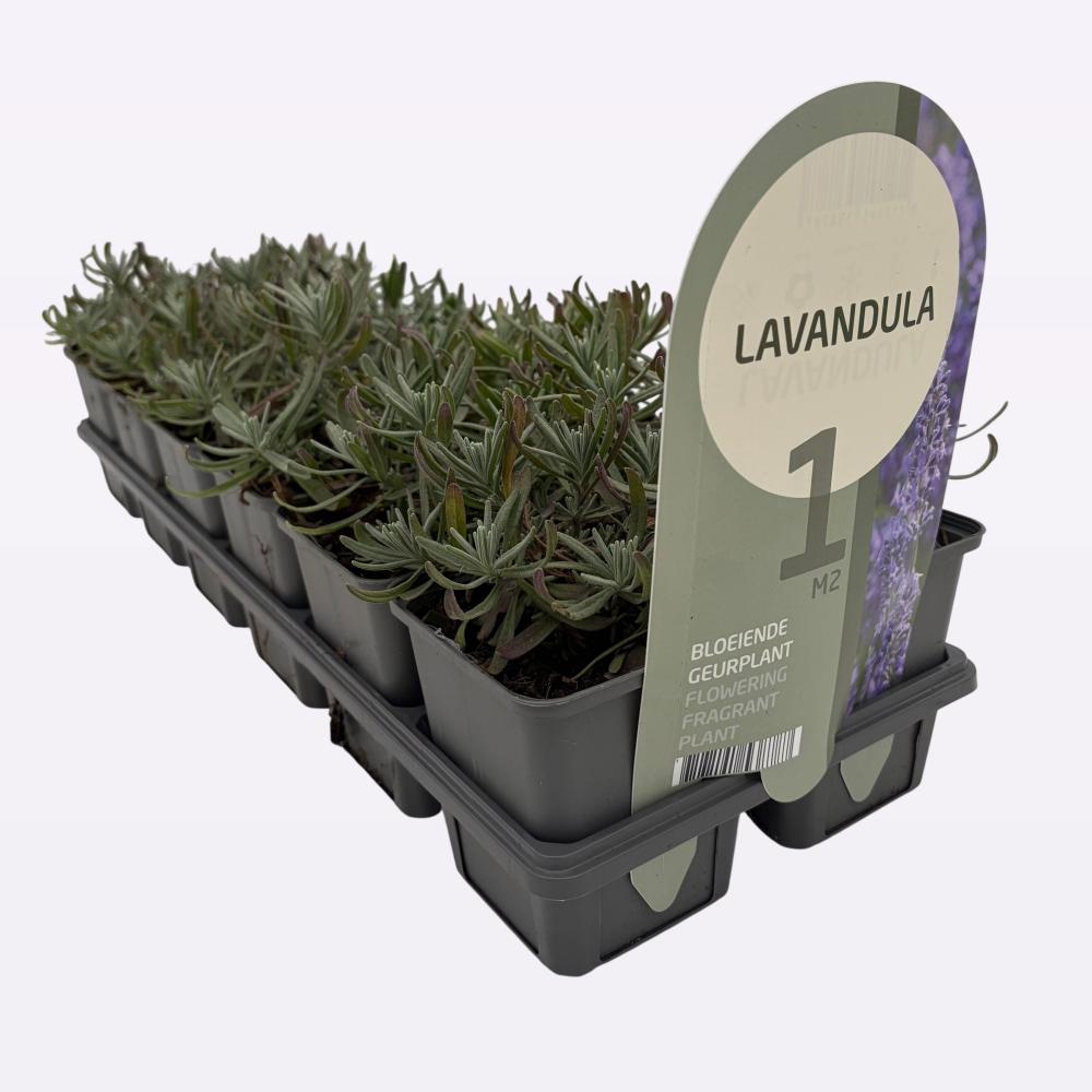 Lavandula