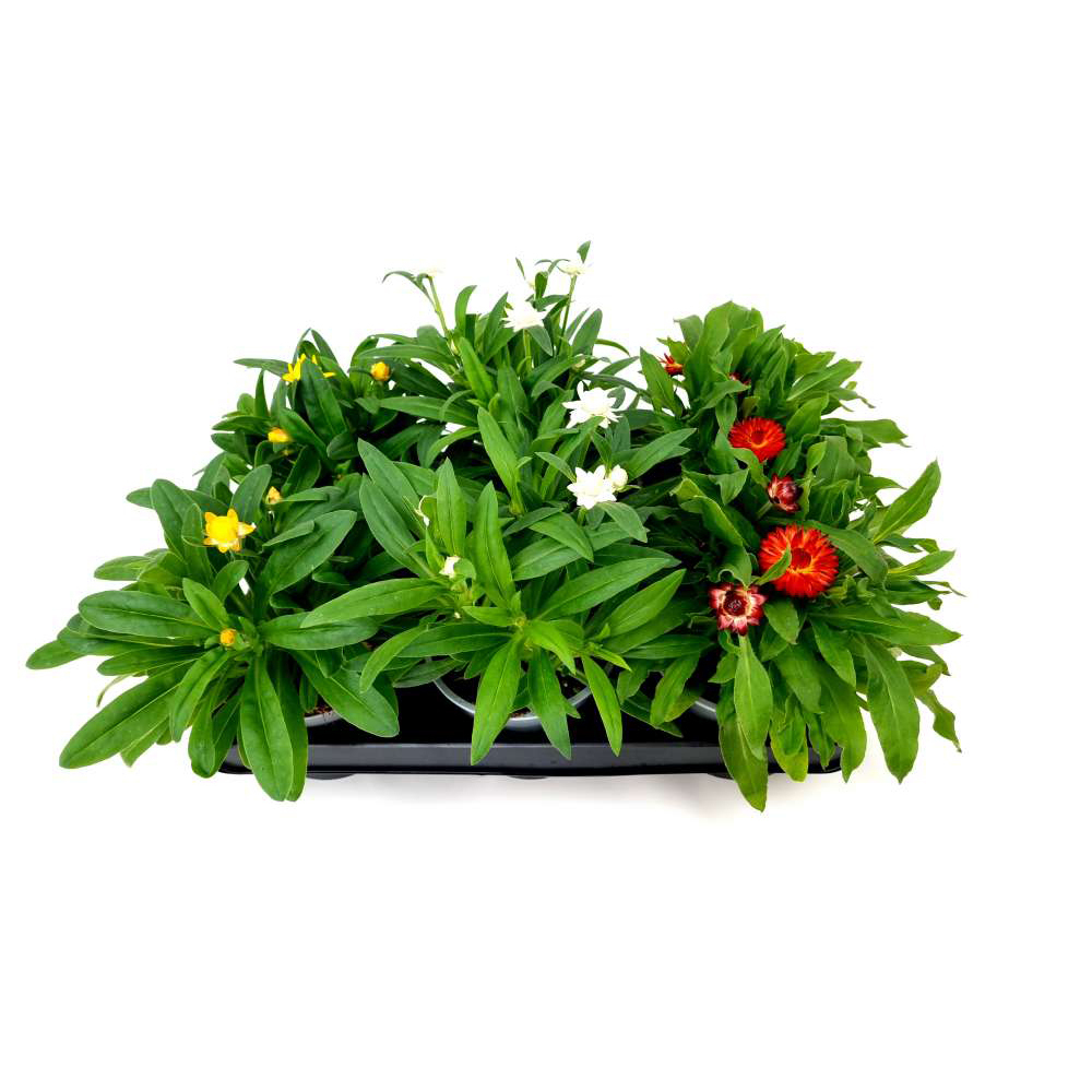 Helichrysum bracteatum mohave