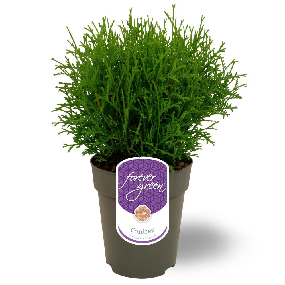 thuja